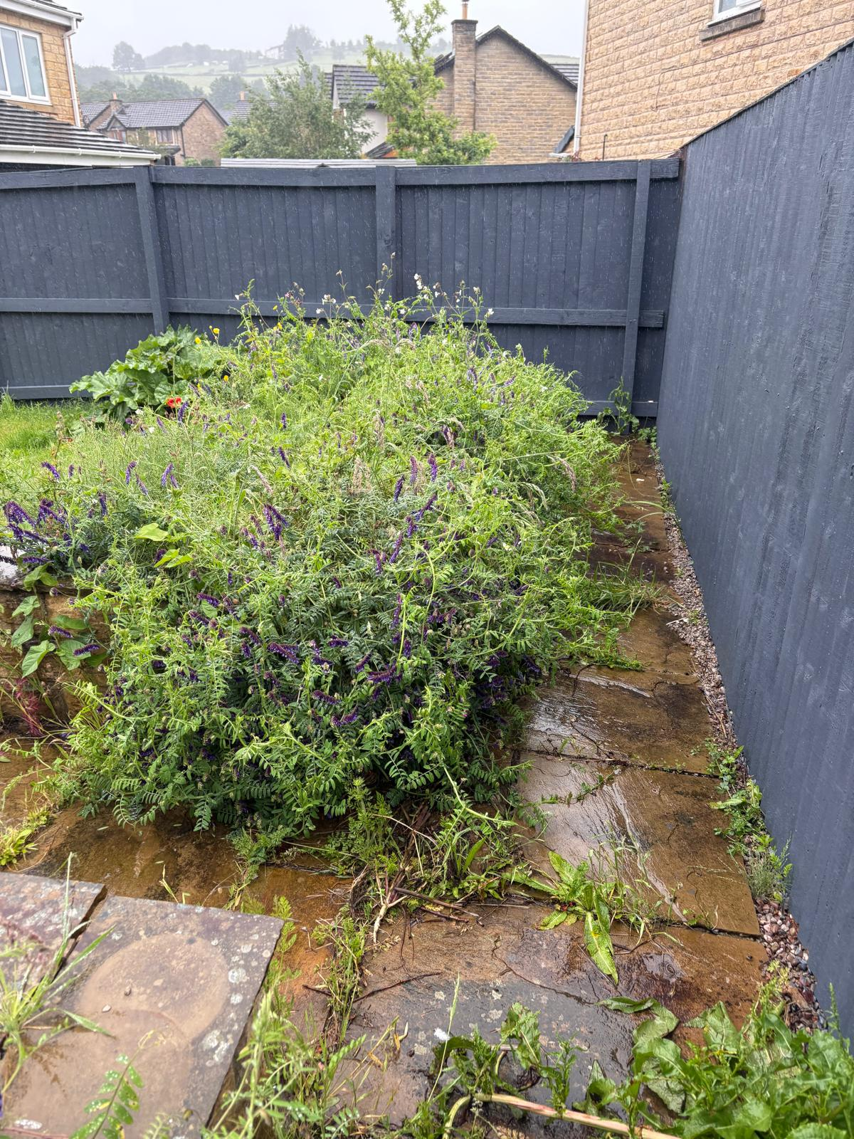 Overgrown garden bed before clearance